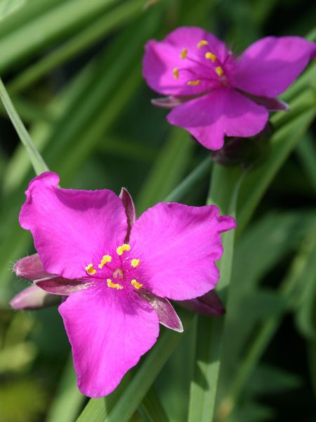 Hovedbilde Tradescantia andersoniana Red Grape. Husvandrer  ...