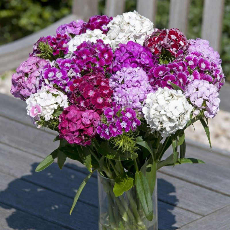 Dianthus barbatus Hollandia Complete Mix. -Frø- Børstenellik 