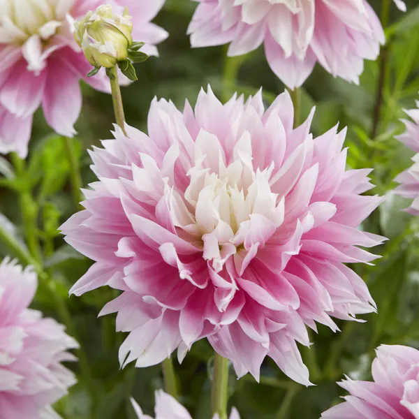 Hovedbilde Dahlia Evanah - 1 knoll