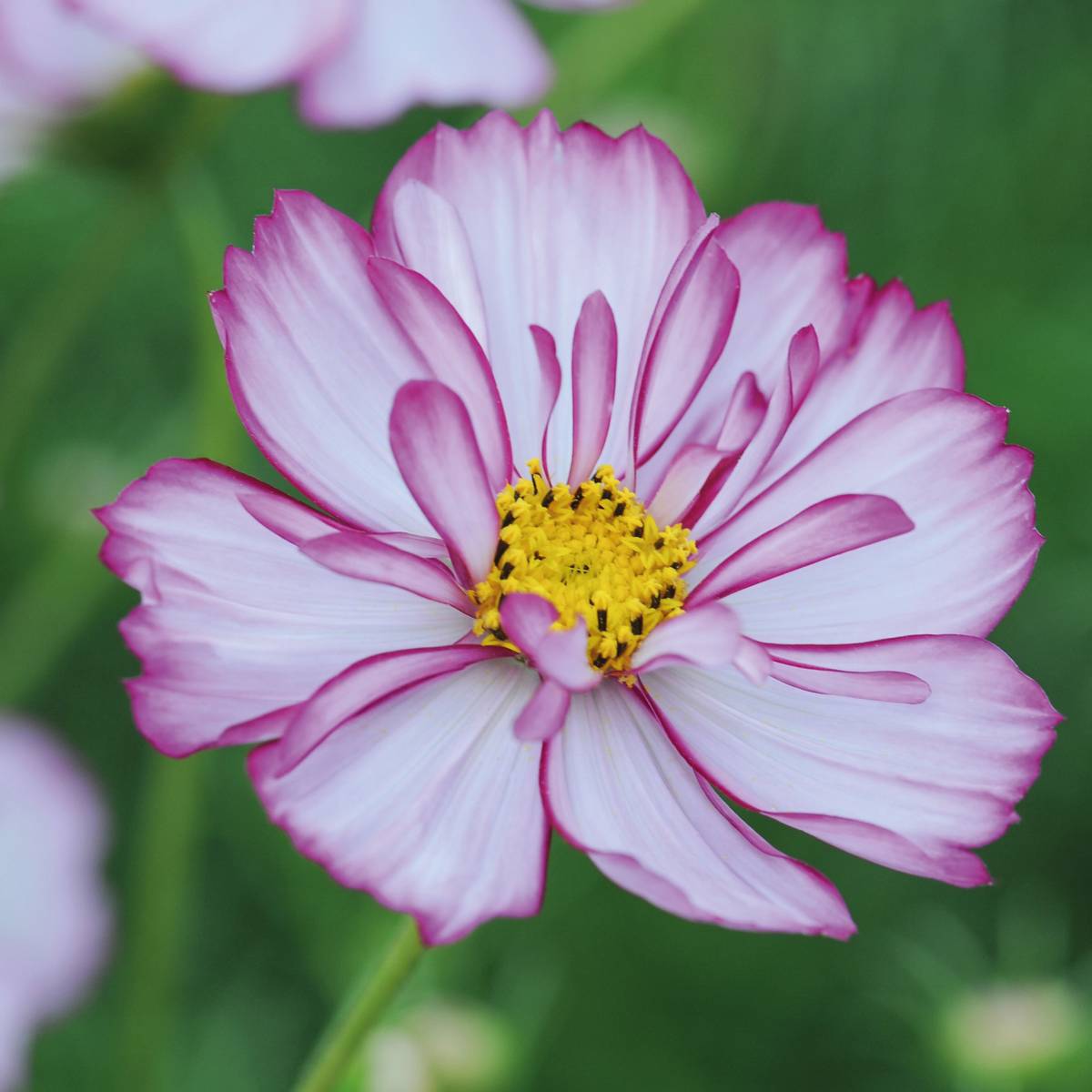 Cosmos bipinnatus Sweet Sixteen -Frø- Pyntekorg 