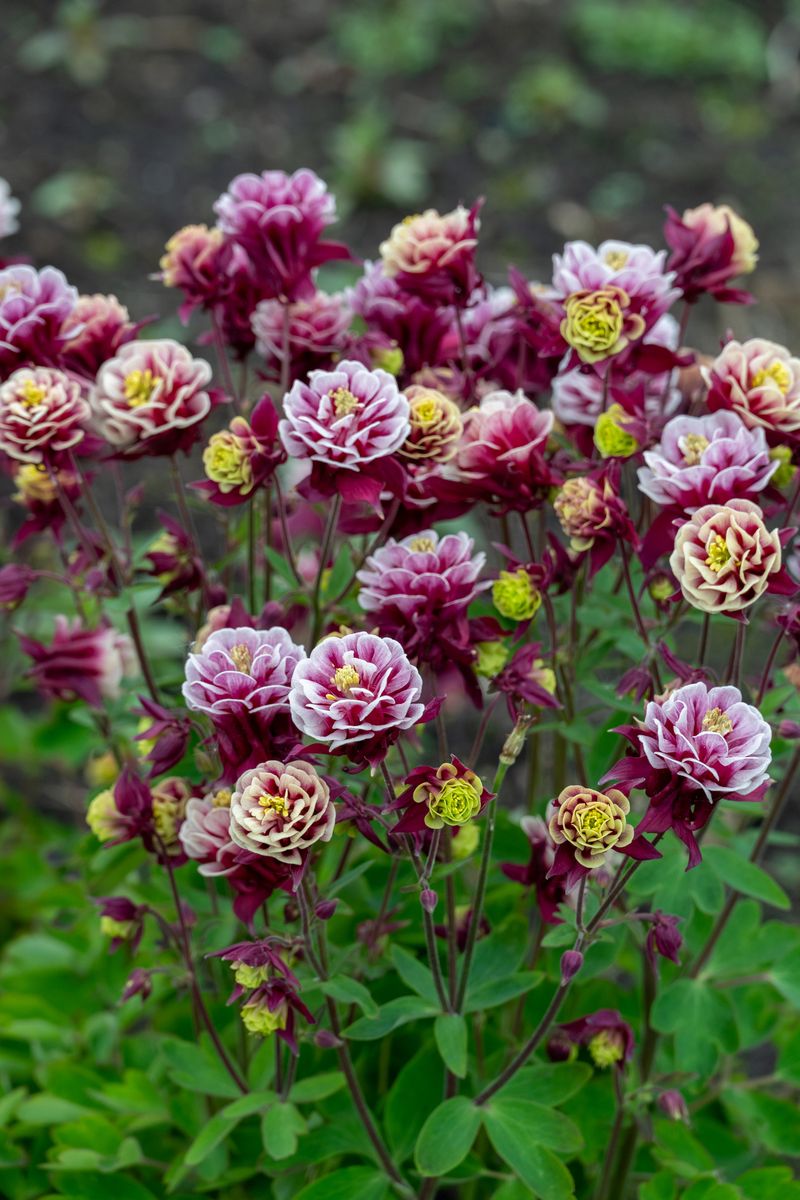 Aquilegia vulgaris Winky Red White. Akeleie  1 rot