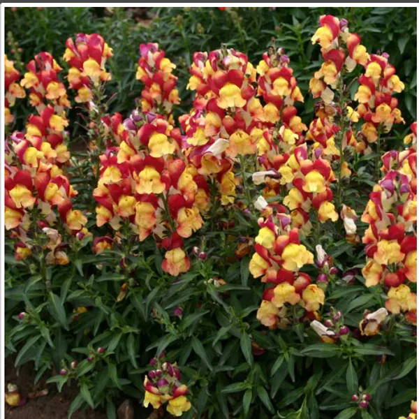 Hovedbilde Anthirrhinum  majus Oriental Lanterns - Frø - ...