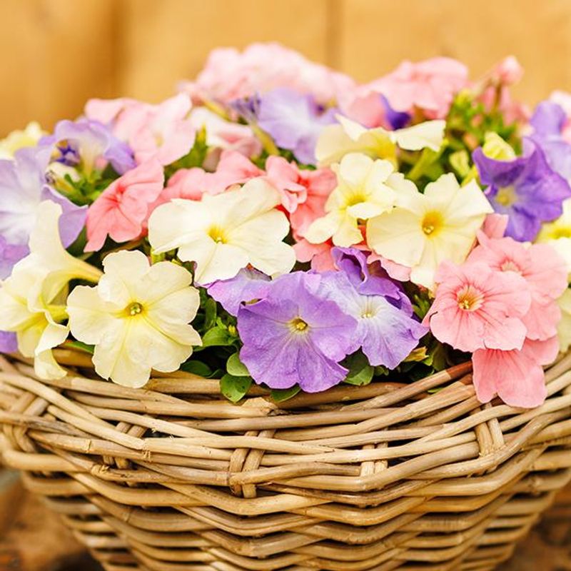 Petunia grandiflora Limbo Pastel Mix. Storblomstret -Frø-