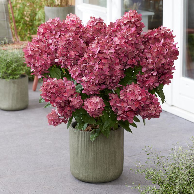Hydrangea paniculata Bonfire. Syrinhortensia  1 plante i 9 cm potte