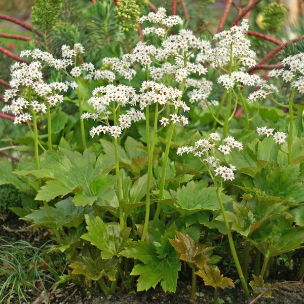 Hovedbilde Mukdenia rossii Karasuba. 1 rot