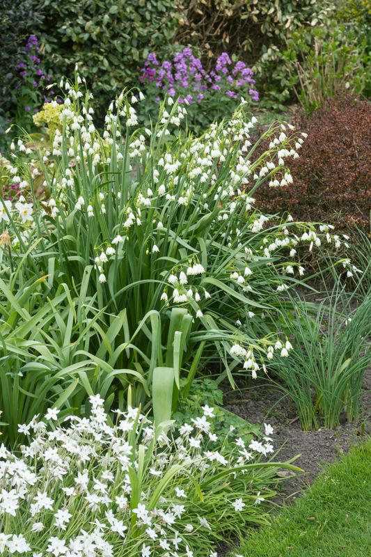 Leucojum Gravetye Giant. Sommerklosterklokke  10 løk