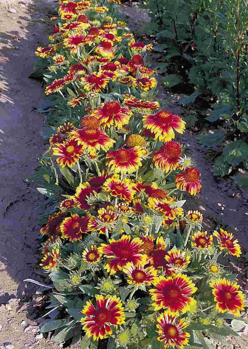 Gaillardia grandiflora Arizona Apricot. Kokardeblomst. -Frø-