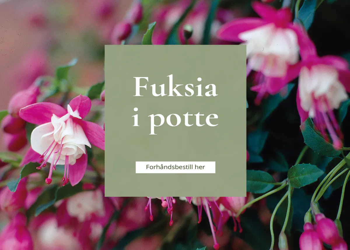 Frø til ettårige sommerblomster