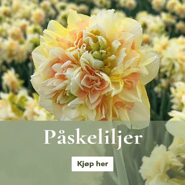 Kjøp påskeliljer på nett - stort utvalg kvalitetsløk