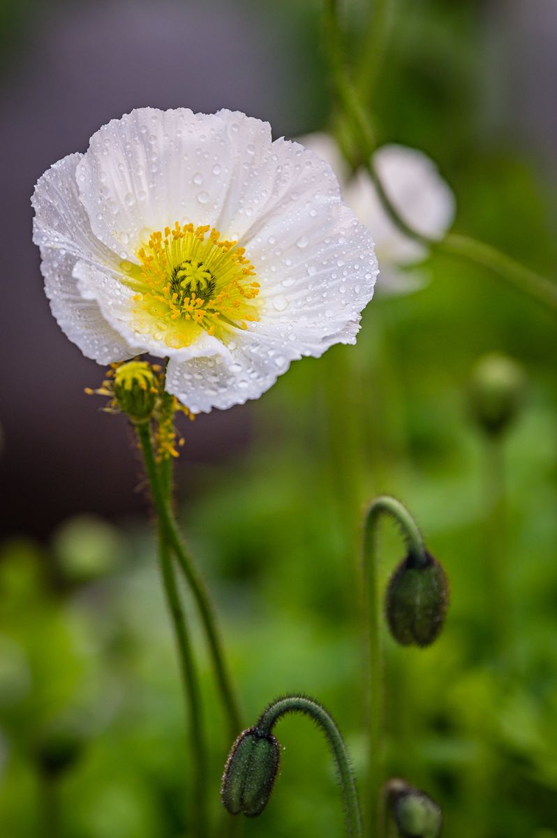 Papaver nudicaule-hy. Champagne Bubbles F1. Valmue - Frø -