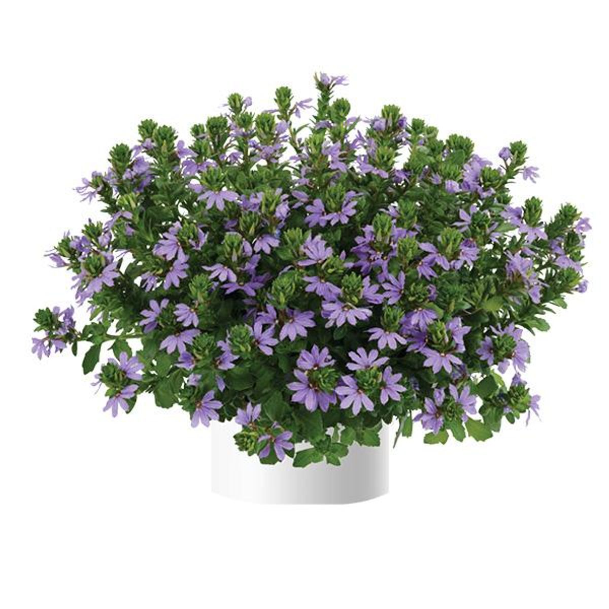 Scaevola Blue. Femtunge  1 plante i 10,5 cm potte
