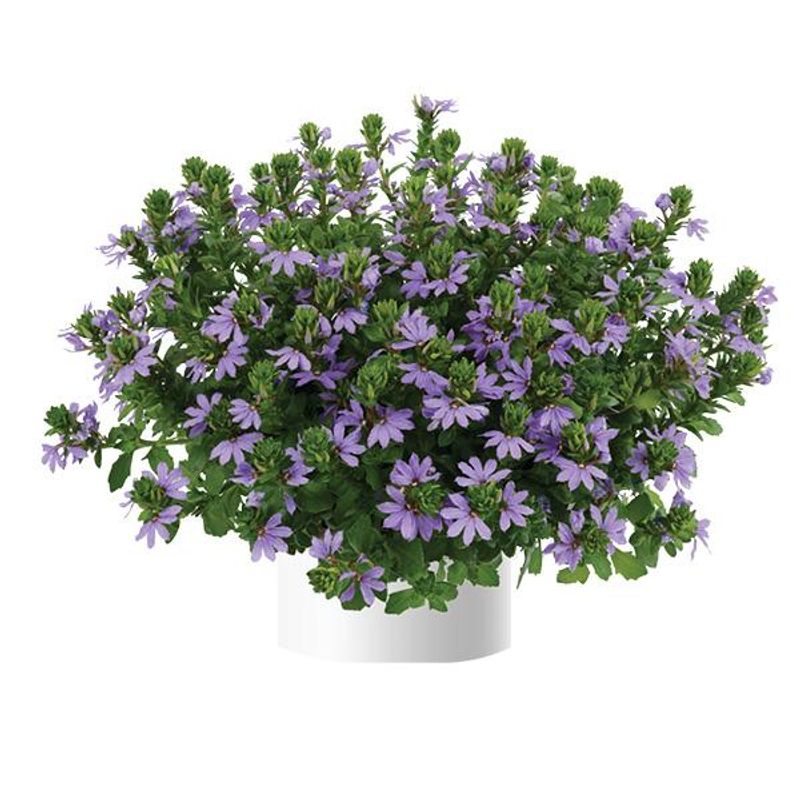 Scaevola Blue. Femtunge  1 plante i 10,5 cm potte