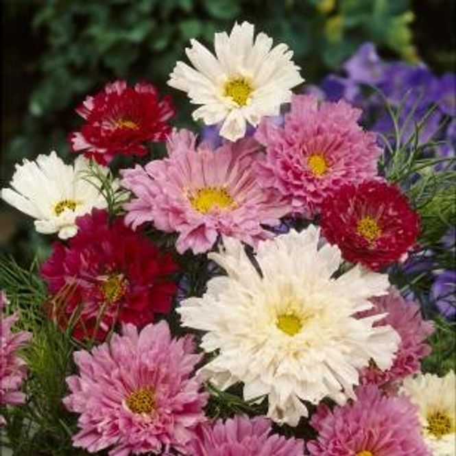 Hovedbilde Cosmos bipinnatus Double Click Mix -Frø- ...