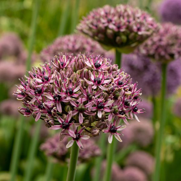 Hovedbilde Allium Starlight - 5 løk