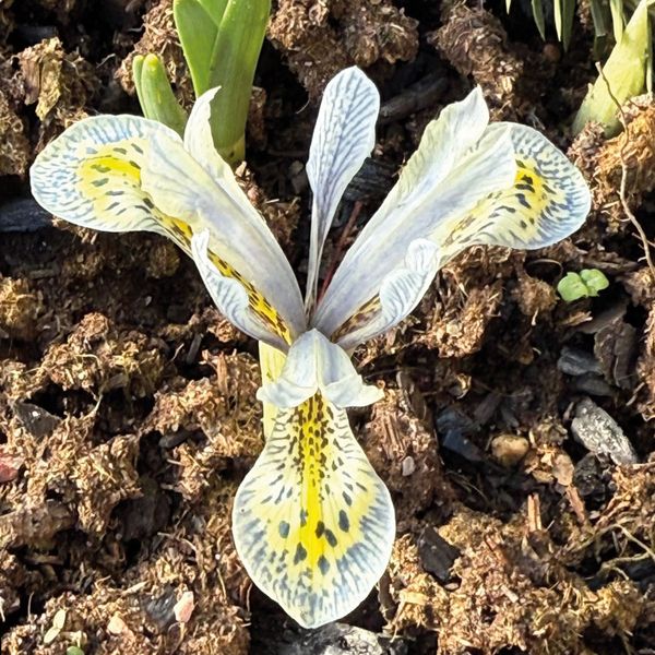 Hovedbilde Iris Katharine Hodgkin - 10 løk