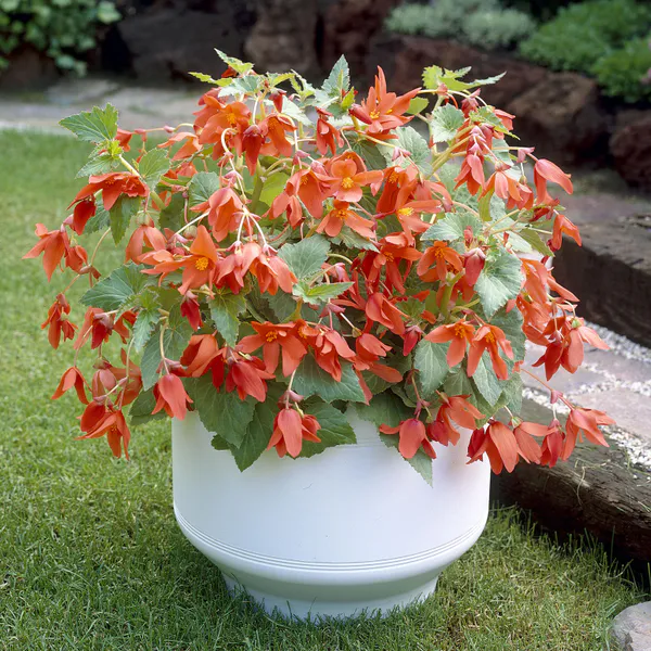 Hovedbilde Begonia Bertinii. Skaugumbegonia rød - 2 knoller