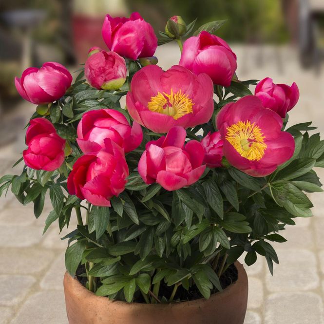 Hovedbilde Paeonia lactiflora Oslo. Silkepeon - 1 rot