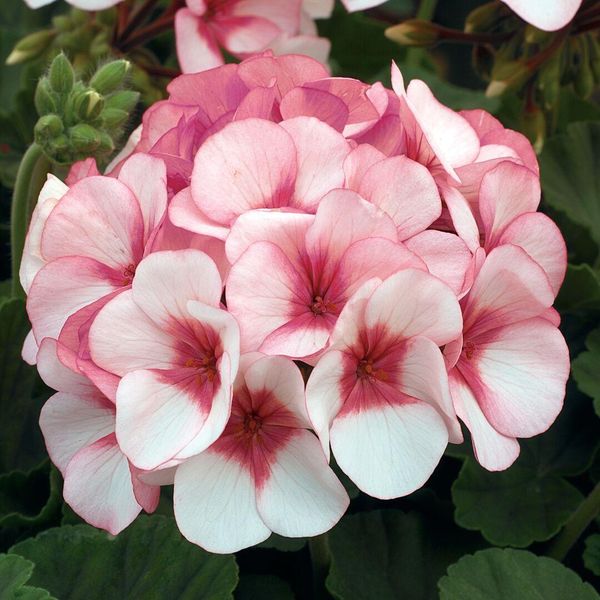 Hovedbilde Pelargonium F1 Maverick Star -Frø-