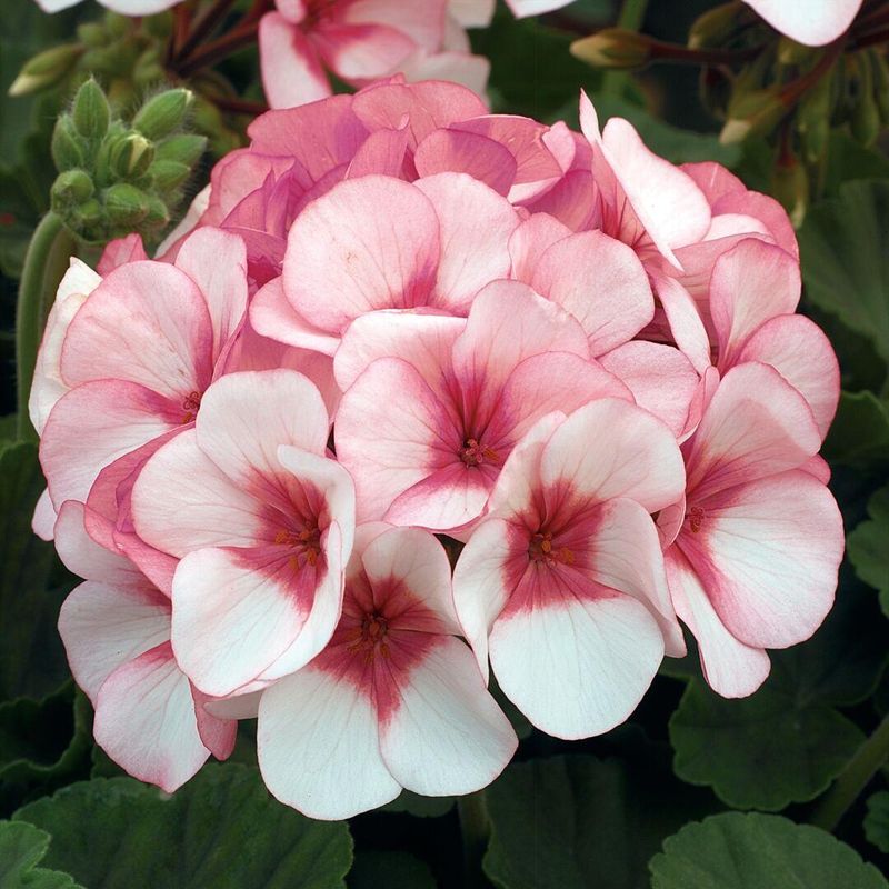 Pelargonium F1 Maverick Star -Frø-