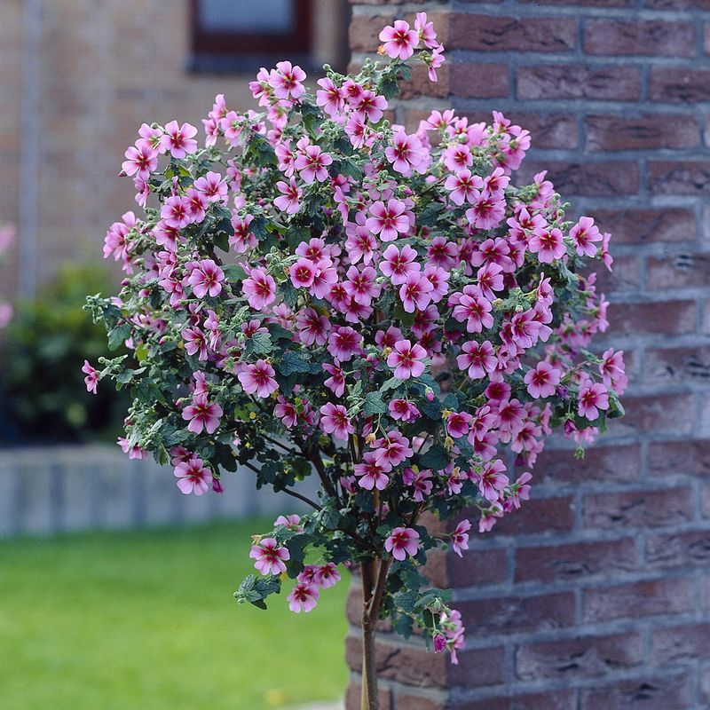 Anisodontea El Rayo. Blomsterbjørk i 9 cm potte.
