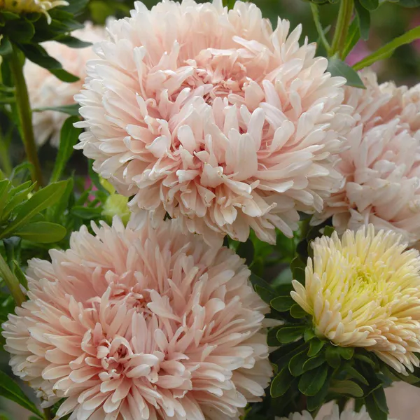 Hovedbilde Aster/Callistephus chinensis King Size Apricot. ...