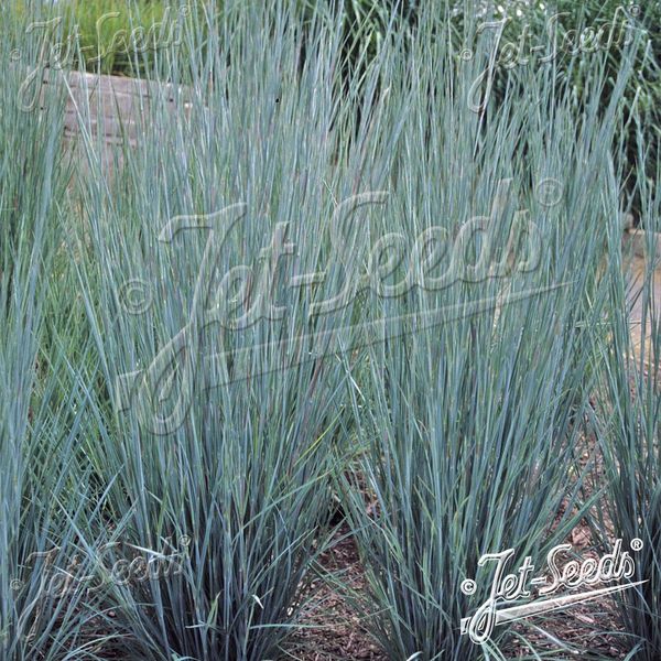 Hovedbilde Andropogon Scoparius Prairie Blues -Frø-