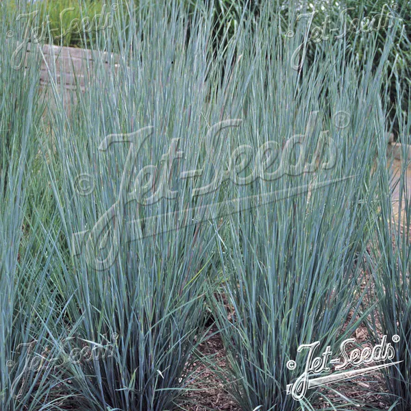 Hovedbilde Andropogon Scoparius Prairie Blues -Frø-