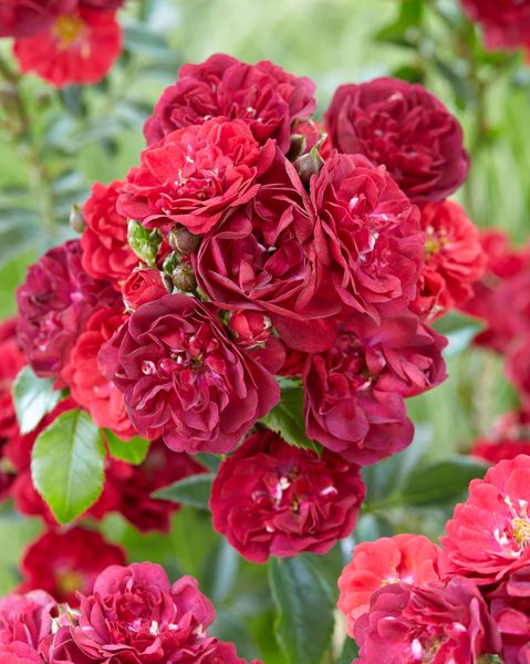 Hovedbilde Rose Fairy Dance. Klaserose/bunndekker