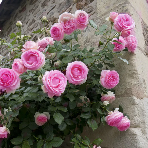 Hovedbilde Rose Pink Eden Rose. Klatrerose