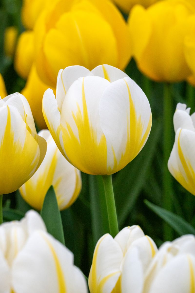 Tulipan Angels Flame - 6 løk