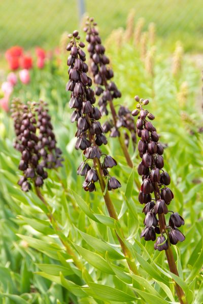 Hovedbilde Fritillaria Purple Dynamite. Keiserkrone - 1 løk