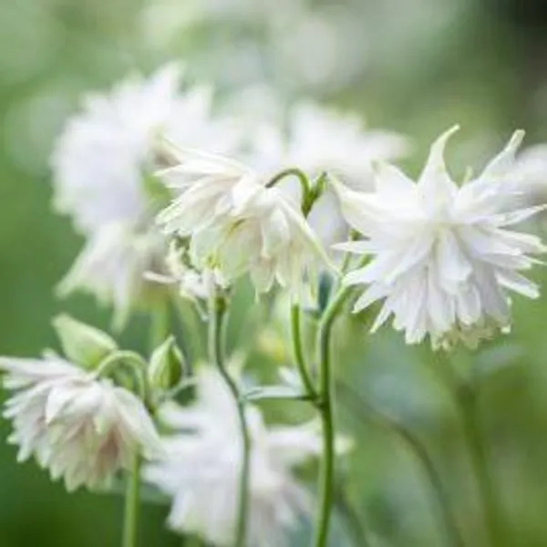 Hovedbilde Aquilegia vulgaris White Barlow. Akeleie -Frø- 