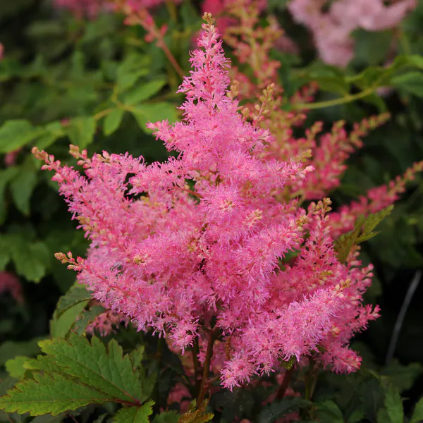 Hovedbilde Astilbe Younique Pink - 1 rot