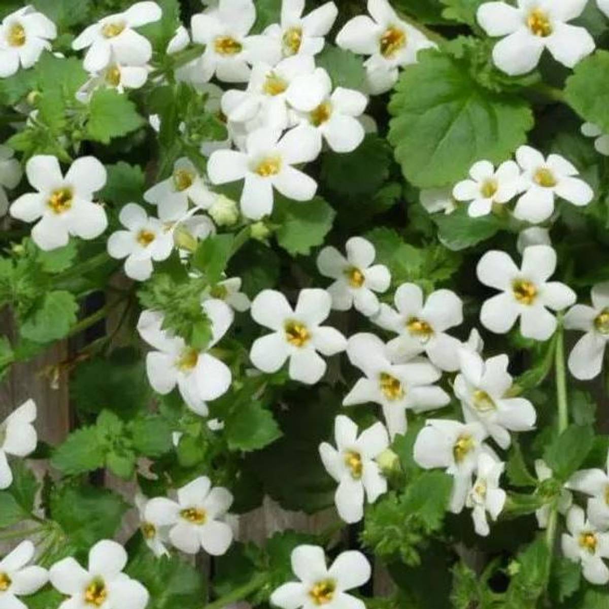 Bacopa (sutera) cordata Snowtopia -Frø-