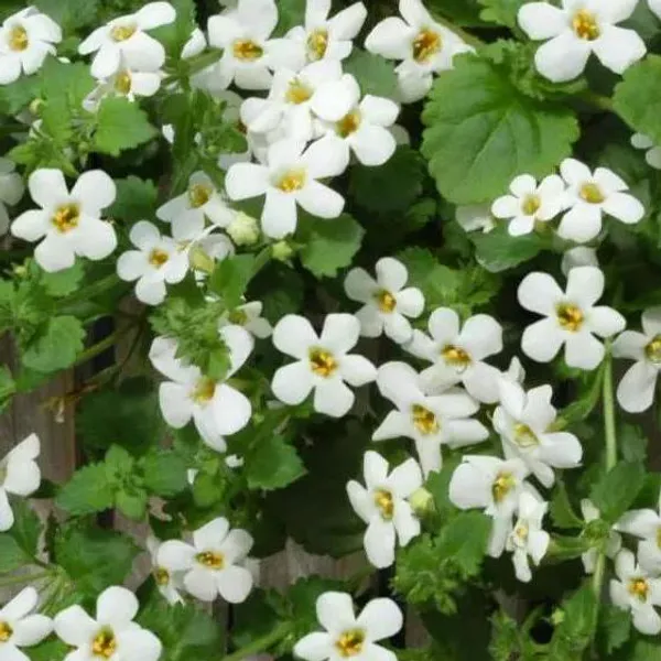Hovedbilde Bacopa (sutera) cordata Snowtopia -Frø-