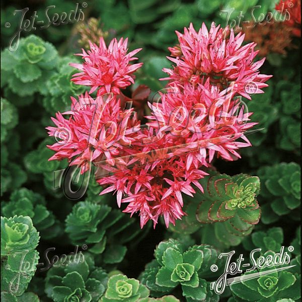 Hovedbilde Sedum spurium Summer Glory. Gravbergknapp - Frø -