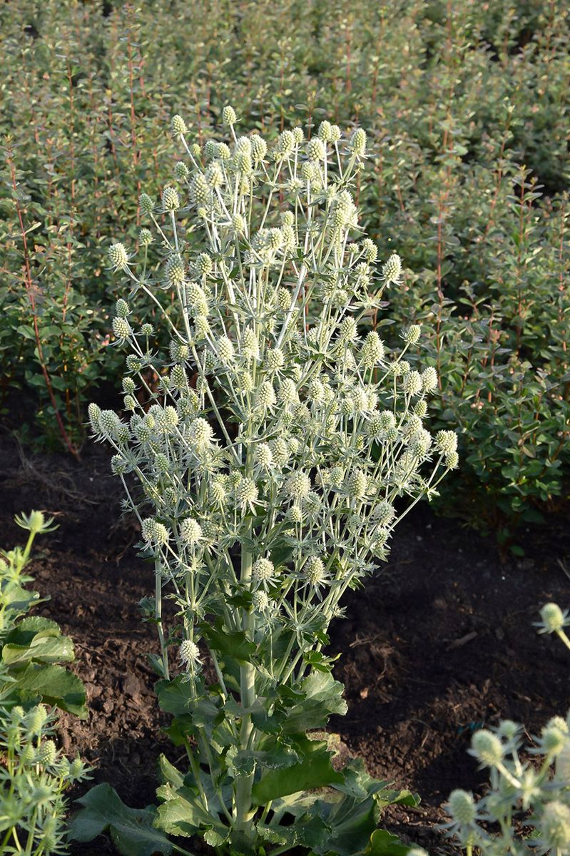 Eryngium Magical Silver. Hagestilke  1 rot