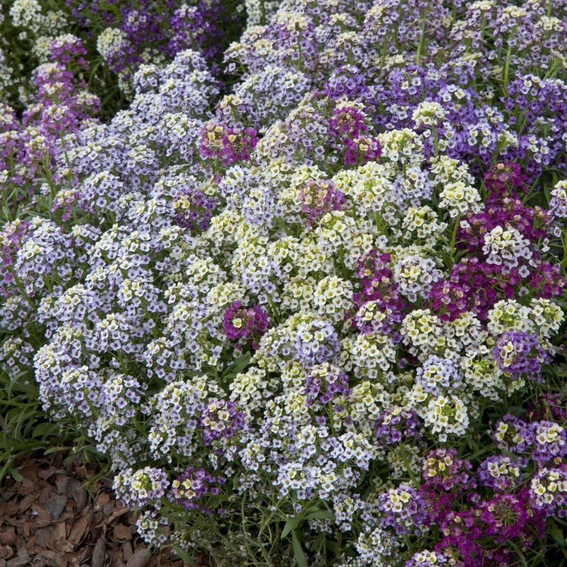 Lobularia maritima Wandering Field Mix. -Frø- Silkedodre