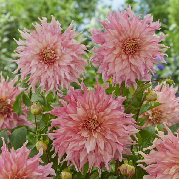 Hovedbilde Dahlia Penhill Watermelon - 1 knoll