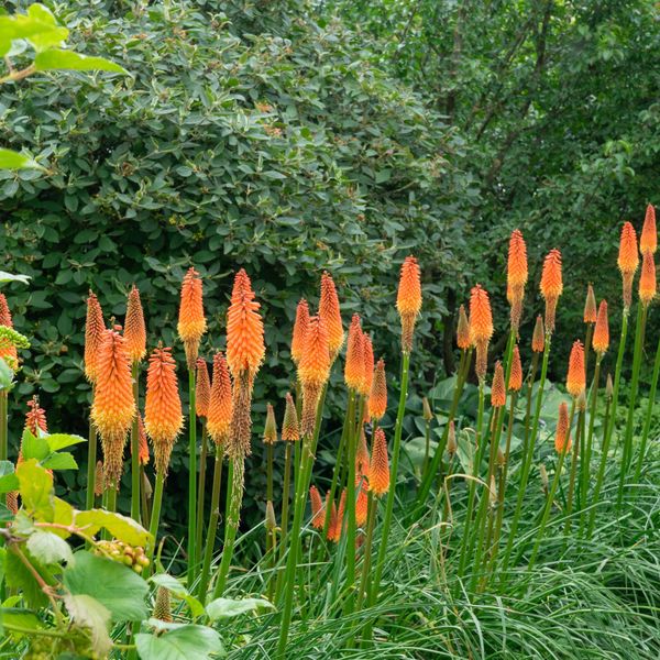 Bilde av Kniphofia Alcazar. Rakettblomst - 1 rot