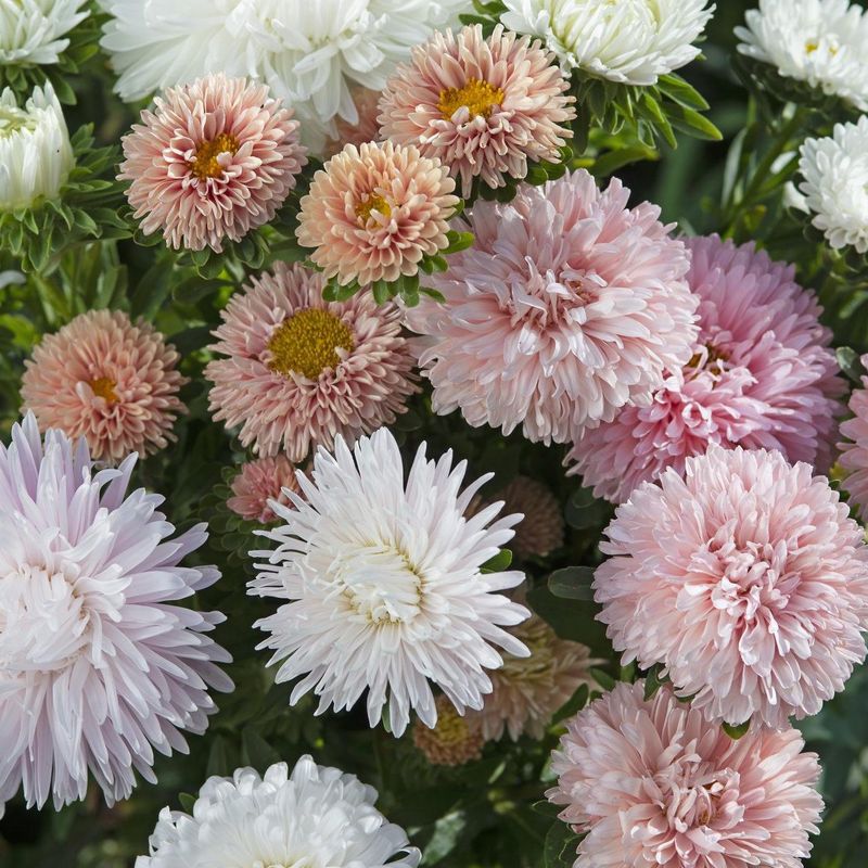 Gaveeske med frø til snittblomster