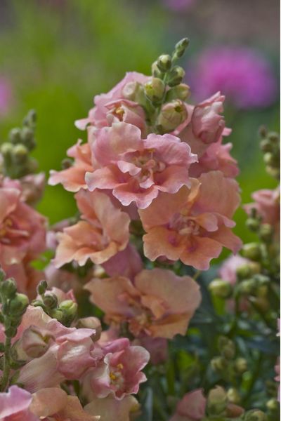 Hovedbilde Antirrhinum majus Twinny Peach. Løvemunn -Frø-
