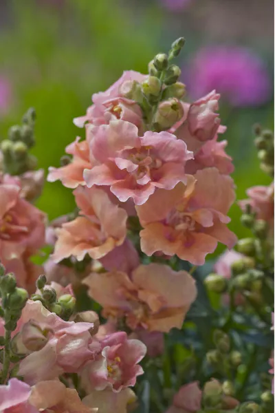 Hovedbilde Antirrhinum majus Twinny Peach. Løvemunn -Frø-