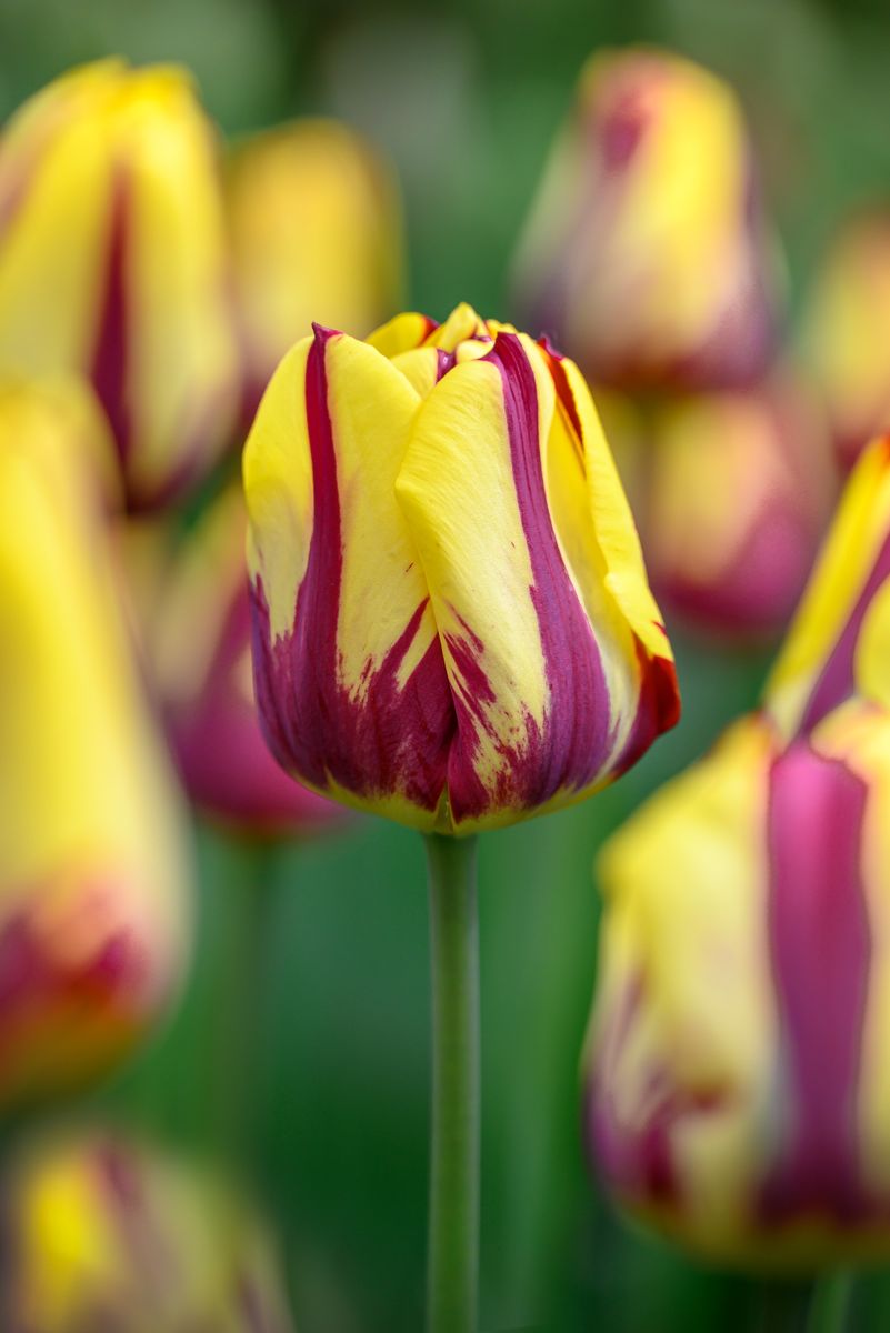 Tulipan Helmar - 6 løk