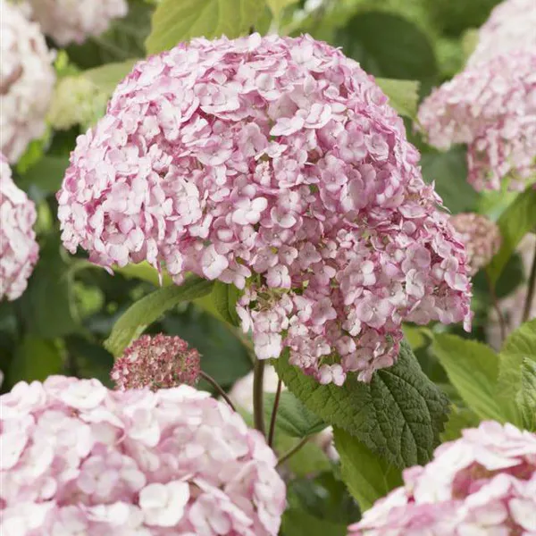 Hovedbilde Hydrangea a. CB Bubblegum. Hortensia  - 1 plante ...