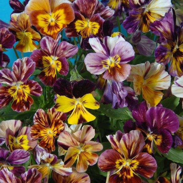 Hovedbilde Viola cornuta Brush Strokes. Hornfiol -Frø-