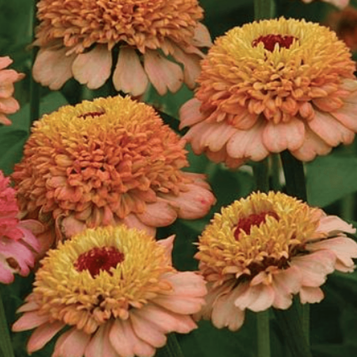 Zinnia elegans Zinderella Peach -Frø-