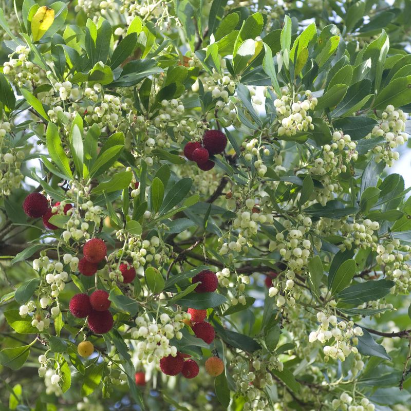  Jordbærtre Arbutus unedo -1 plante i 9 cm potte