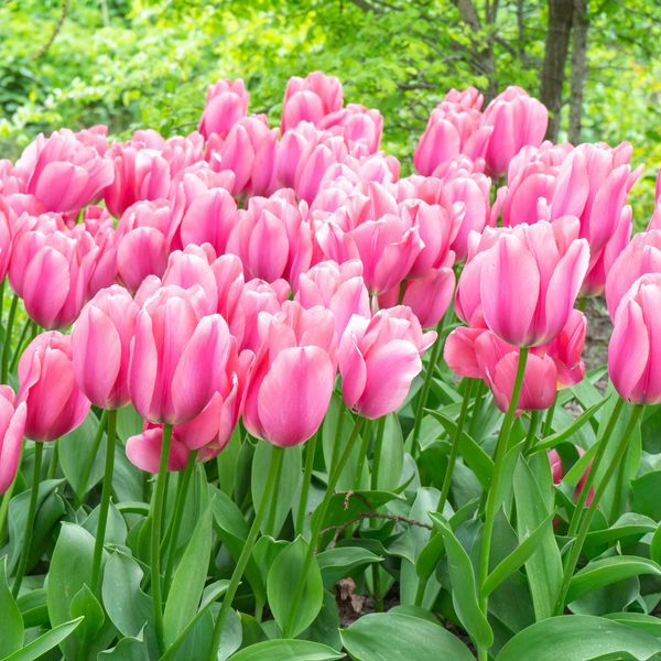 Hovedbilde Tulipan Big Love - 6 løk