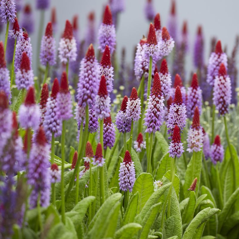 Primula vialii Miracle Red Hot Poker -Frø-